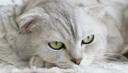 开云-法甲裁判误判后联盟纠正机制成效研判，法甲裁判被绊倒