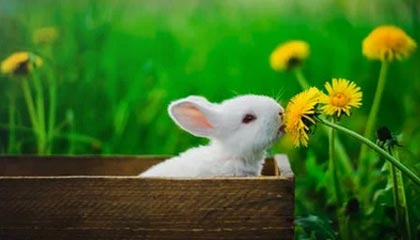 开云-法甲裁判误判后联盟纠正机制成效研判，法甲裁判被绊倒