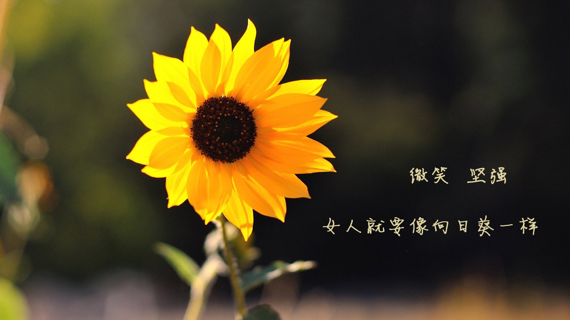 尤尼克斯努力追赶，争夺季后赛更好名次，尤尼克斯球赛